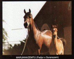 broodmare Marjianazemtu ox (Arabian thoroughbred, 1973, from Fadjur ox)