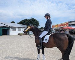 dressage horse Stavalgie (Hanoverian, 2007, from Stalypso)