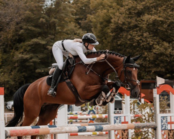 jumper Satsuma (Zangersheide riding horse, 2017, from Sir Obolensky Z)