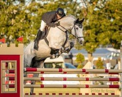 jumper Bon Bijou (Hanoverian, 2012, from Bonne Chance)