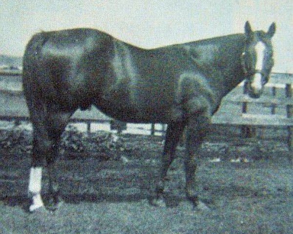 Deckhengst Levan (Quarter Horse, 1952, von Vandy xx)