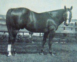 stallion Levan (Quarter Horse, 1952, from Vandy xx)