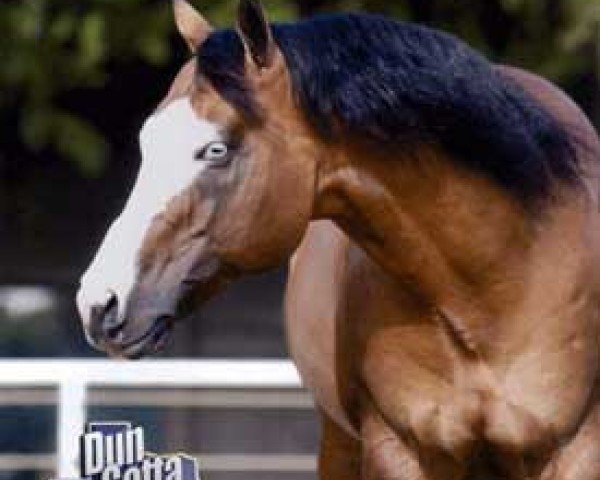 stallion Dun It Gotta Gun (Quarter Horse, 1998, from Hollywood Dun It)