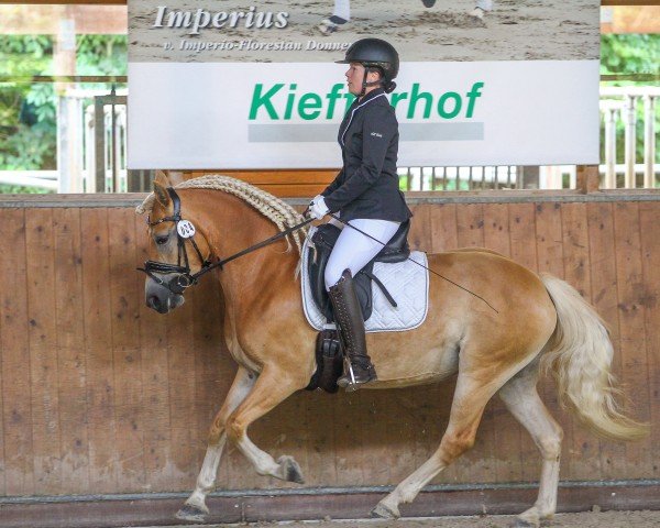 Zuchtstute Belle Fleur 62 (Haflinger, 2020, von Nordkerl)