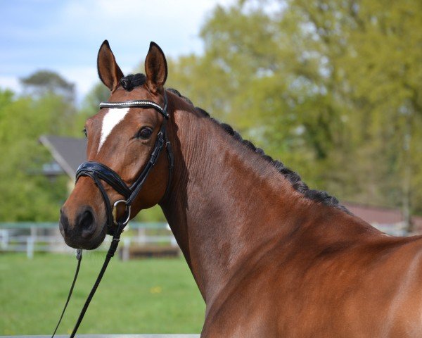 dressage horse Vive la Fortune (Hanoverian, 2020, from Harmony's V-Plus)