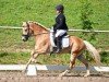 dressage horse Ariat (Haflinger, 2020)