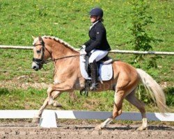 dressage horse Ariat (Haflinger, 2020)