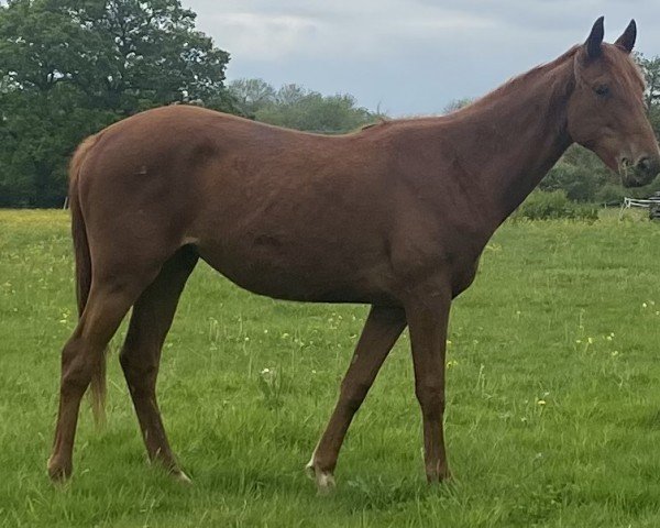 horse SKM Hannika (British Sport Horse, 2022, from Hokuspokus)