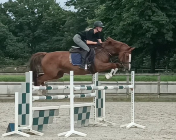 jumper CLARA KALAKAUA (Oldenburg show jumper, 2016, from Diarado's Boy)