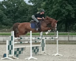 jumper Clara Kalakaua (Oldenburg show jumper, 2016, from Diarado's Boy)