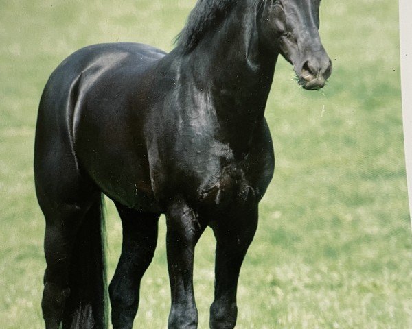 Deckhengst Diabolo (Zweibrücker, 1995, von Don Primero)