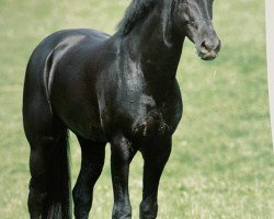 stallion Diabolo (Zweibrücken, 1995, from Don Primero)