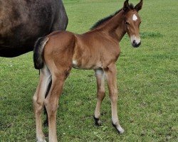 foal by Just James AH (Holsteiner, 2024, from Jasper)