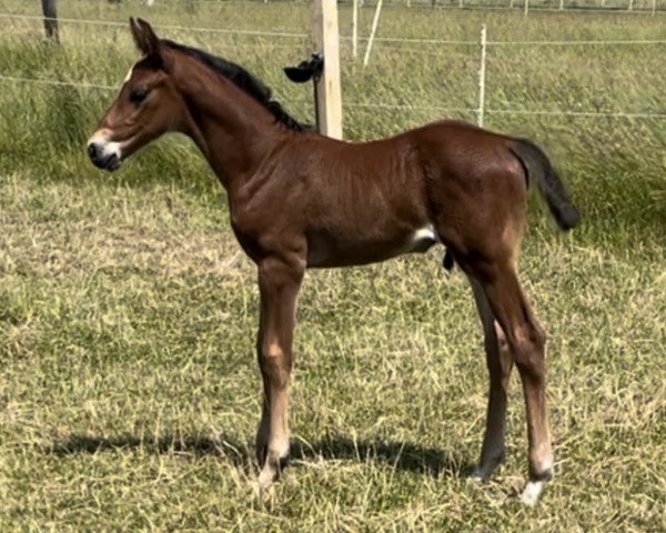 foal by Just James AH (Holsteiner, 2024, from Jasper)