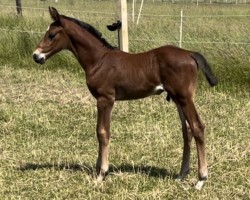 foal by Just James AH (Holsteiner, 2024, from Jasper)