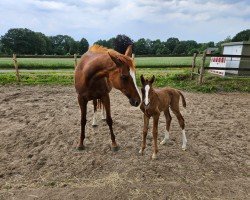 broodmare Malia xx (Thoroughbred, 2011, from Adlerflug xx)