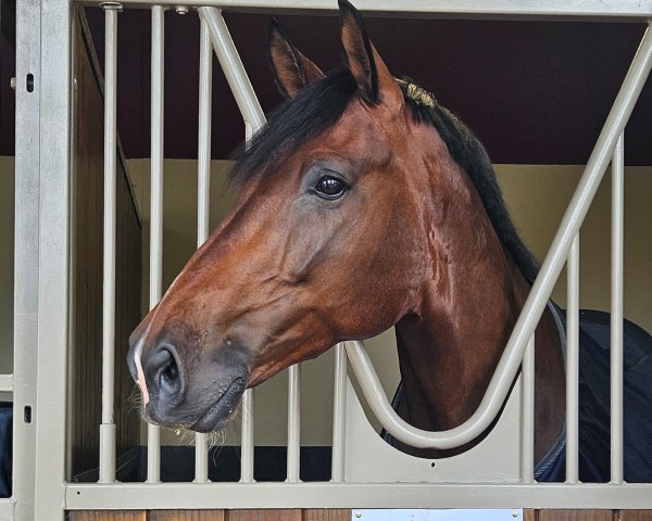 dressage horse Fendi 48 (Danish Warmblood, 2014, from Franklin)