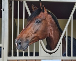 dressage horse Fendi (Danish Warmblood, 2014, from Franklin)