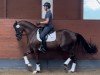 dressage horse Bacara B (Hanoverian, 2019, from Callaho's Benicio)