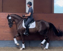 dressage horse Bacara B (Hanoverian, 2019, from Callaho's Benicio)