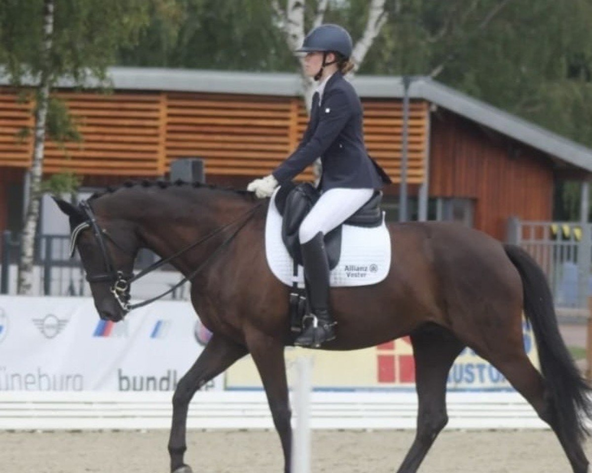 broodmare Donauperle 10 (Hanoverian, 2016, from De Niro)