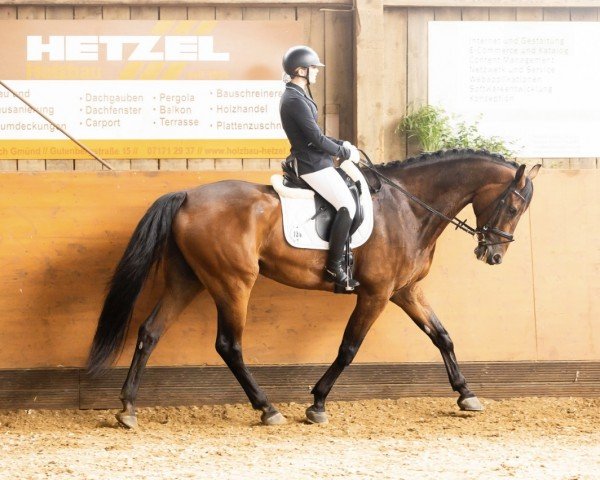 jumper Titan 165 (German Sport Horse, 2016, from Thagoras)