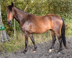 dressage horse Feuerherz Deluxe (Hanoverian, 2021, from Friedrich der Große)