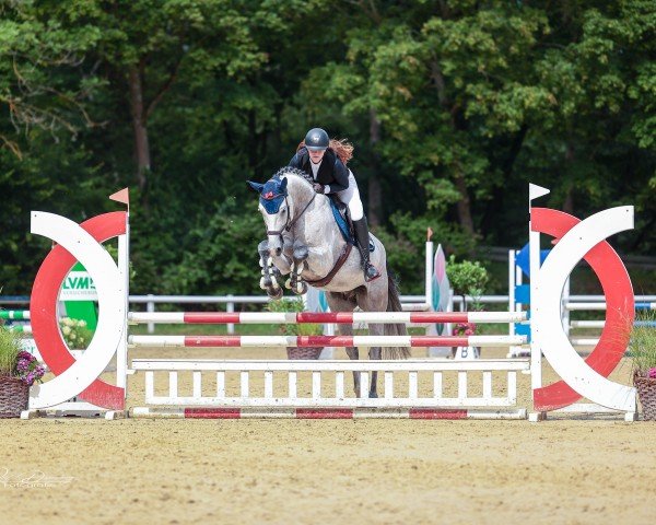 jumper Vinmartino (German Sport Horse, 2019, from Vingino)