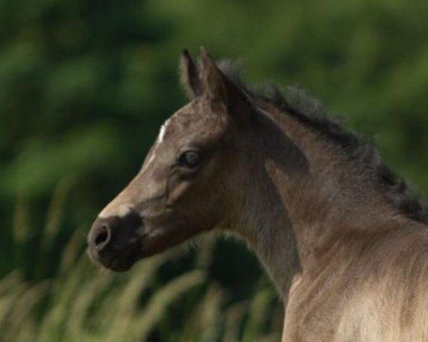 dressage horse Mai Tai (German Riding Pony, 2023, from Dornik B)