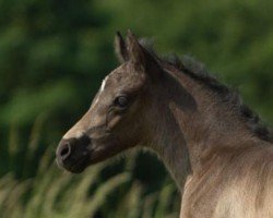 dressage horse Mai Tai (German Riding Pony, 2023, from Dark Dornik)