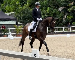 dressage horse Santurino (Hanoverian, 2019, from Secret)