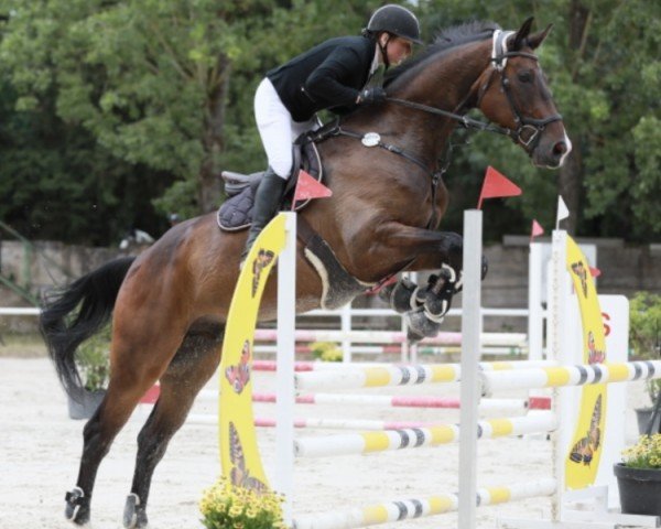 jumper My Singalar (KWPN (Royal Dutch Sporthorse), 2017, from Singular Ls La Silla)