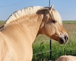 broodmare Ezorita (Fjord Horse, 2008, from Kastanielystens Karant)