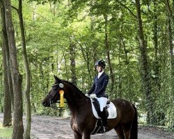 Dressurpferd Pacynski W (Trakehner, 2013, von Insterburg TSF)