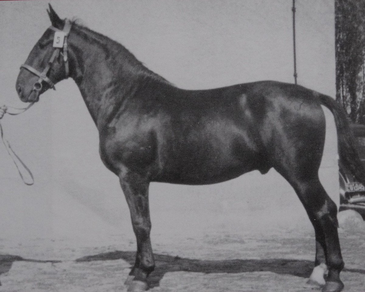 stallion Grusenus Mo 999 (Heavy Warmblood, 1950, from Gruson Mo 136)