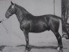 stallion Grusenus Mo 999 (Heavy Warmblood, 1950, from Gruson Mo 136)