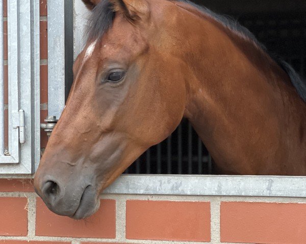 dressage horse Daim B (Westphalian, 2019, from Gut Wettlkam's D'avie FRH)