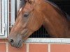 dressage horse Daim B (Westphalian, 2019, from Gut Wettlkam's D'avie FRH)