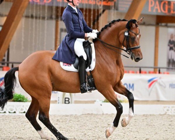 dressage horse Jack Johnson 2 (Hanoverian, 2013, from Glock's Johnson Tn)