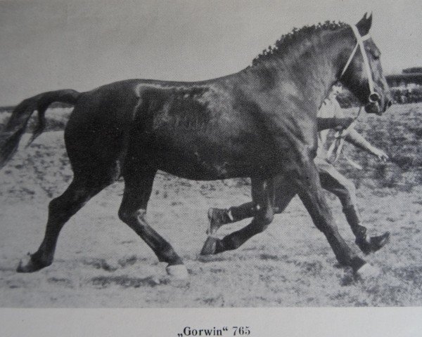 stallion Gorwin 765 (Heavy Warmblood, 1955, from Godwin TH 580 (SN 1038))