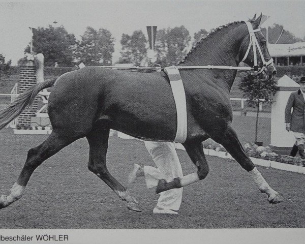 Deckhengst Woehler (Hannoveraner, 1950, von Fluegeladjutant)