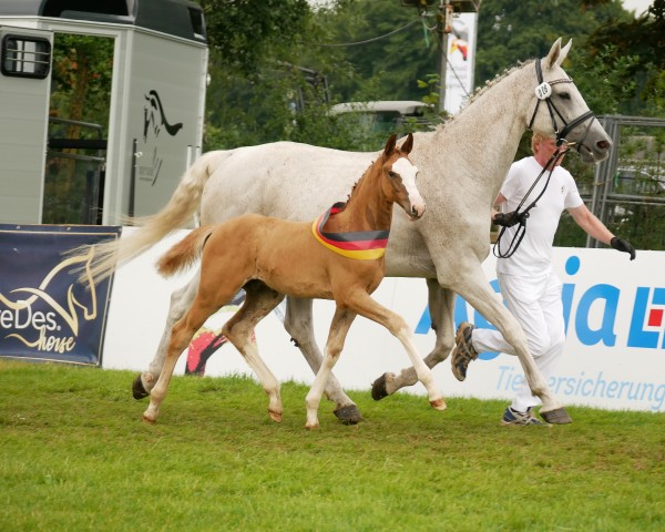 Fohlen von Breeze of Georg (Oldenburger Springpferd, 2024, von Balou du Rouet)