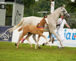 Fohlen von Breeze of Georg (Oldenburger Springpferd, 2024, von Balou du Rouet)