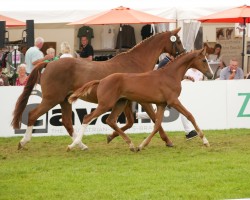 foal by Balou Peggio 3 (Oldenburg show jumper, 2024, from Balou du Rouet)