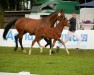 foal by Jasper's Catoki (Oldenburg show jumper, 2024, from Jasper)