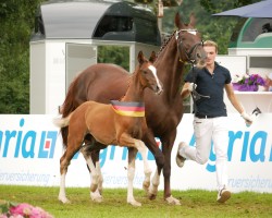 foal by Hengst von Bonds / De Niro (Hanoverian, 2024, from Bonds)