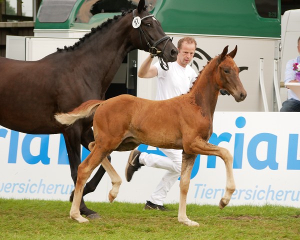 foal by Hengst von Viva Gold / Governor (Oldenburg, 2024, from Viva Gold OLD)