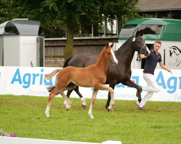 foal by Hengst von Bonds / De Niro (Hanoverian, 2024, from Bonds)