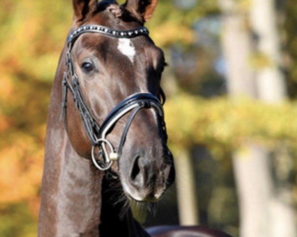 stallion Flamant (Hanoverian, 2017, from Flanell)