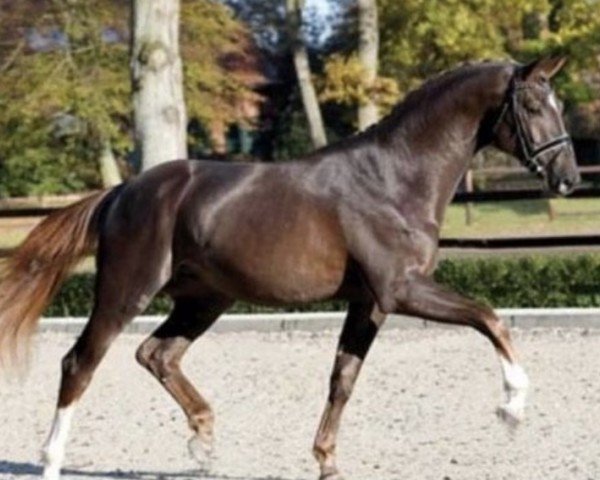 stallion Flamant (Hanoverian, 2017, from Flanell)